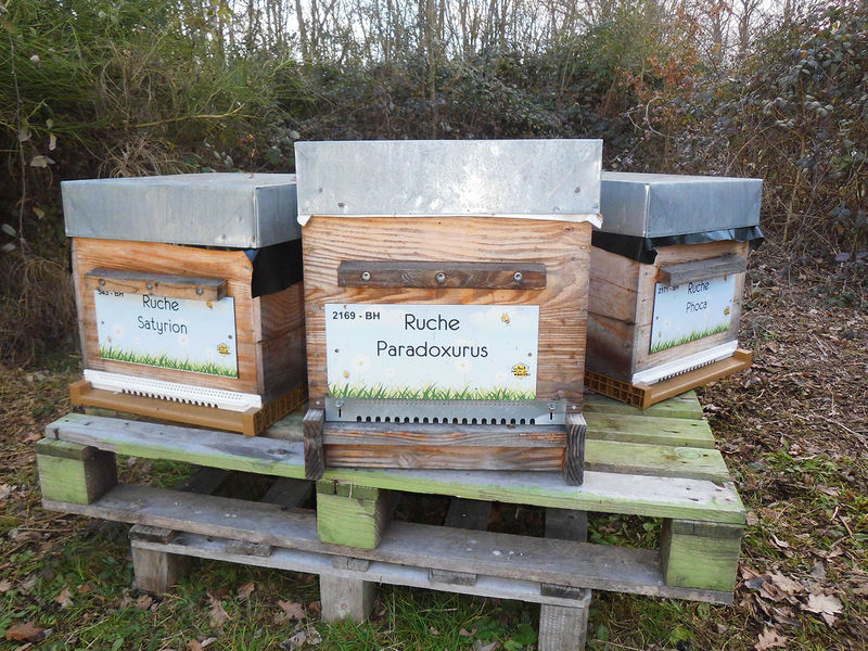 La ruche Paradoxurus