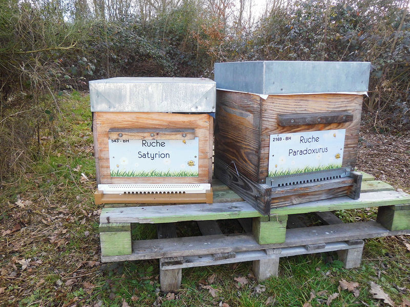 La ruche Paradoxurus