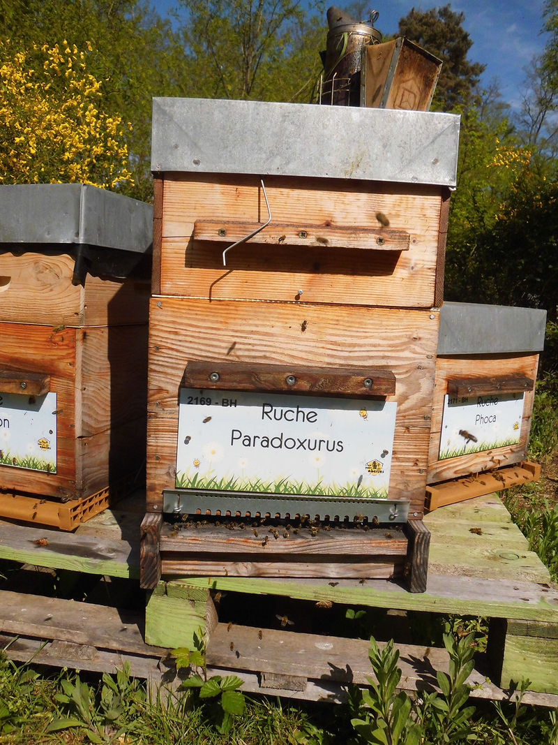 La ruche Paradoxurus