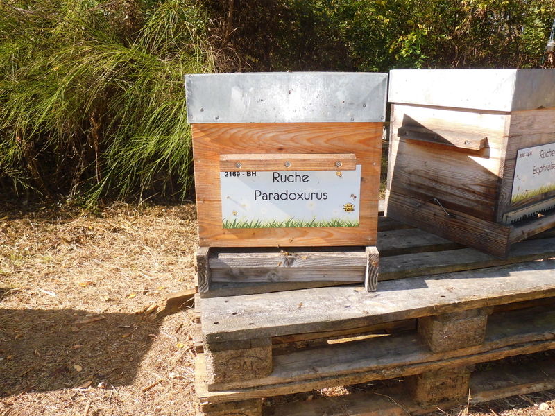La ruche Paradoxurus