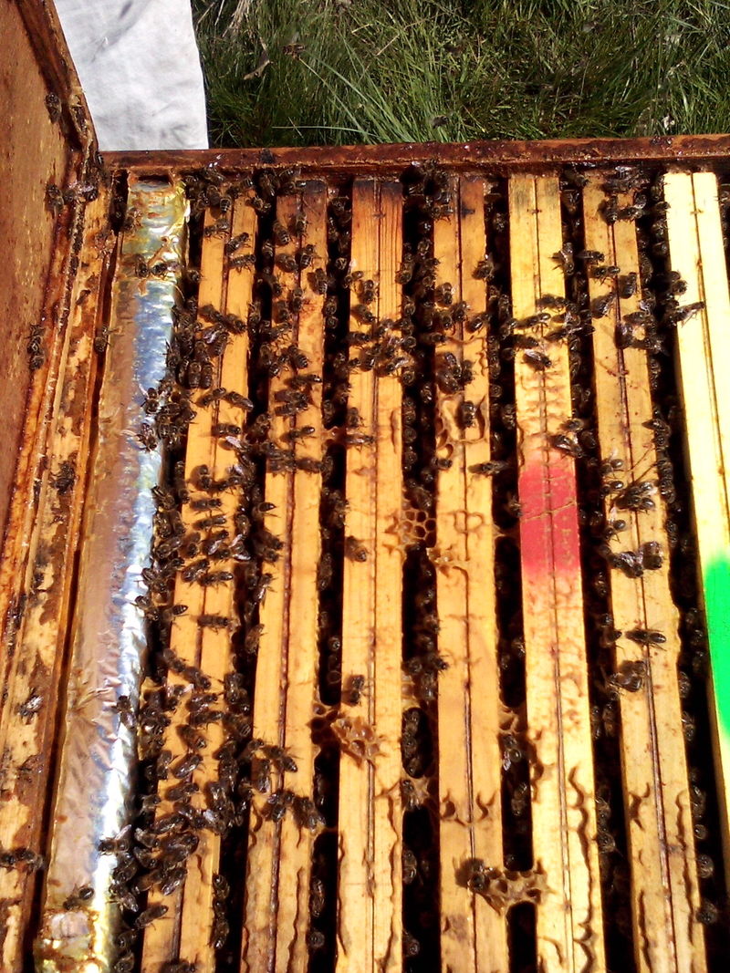 La ruche Paradoxurus