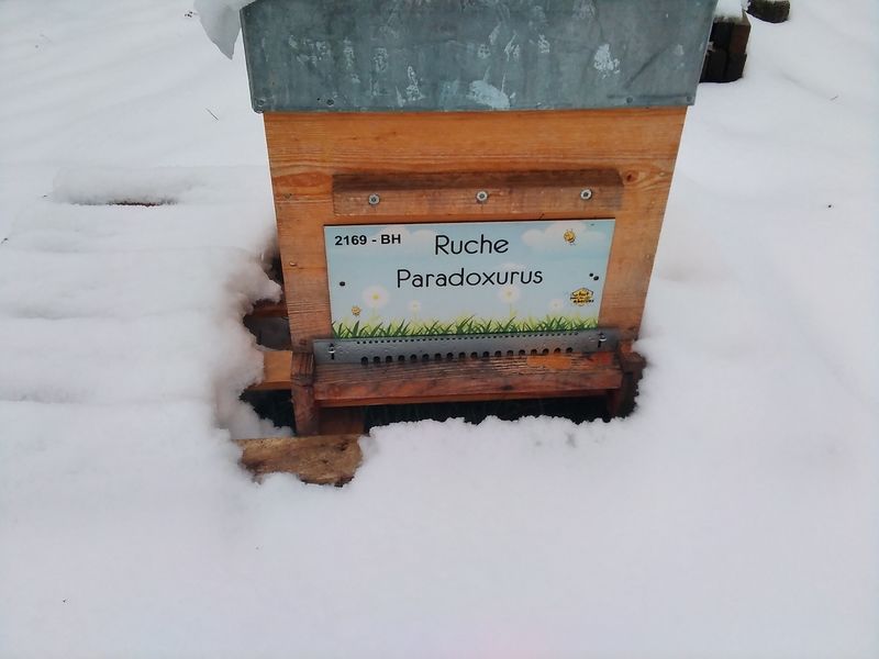 La ruche Paradoxurus