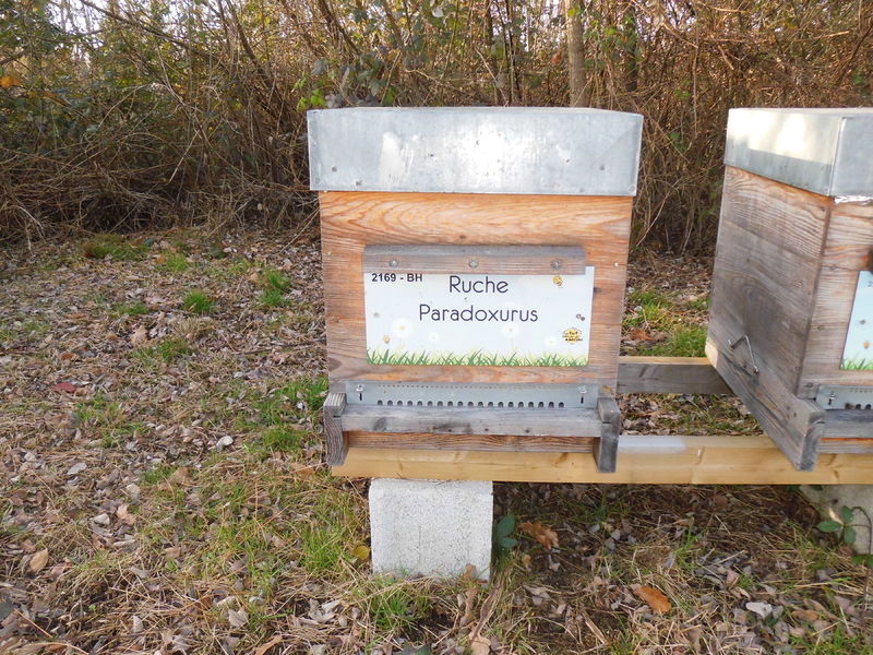 La ruche Paradoxurus