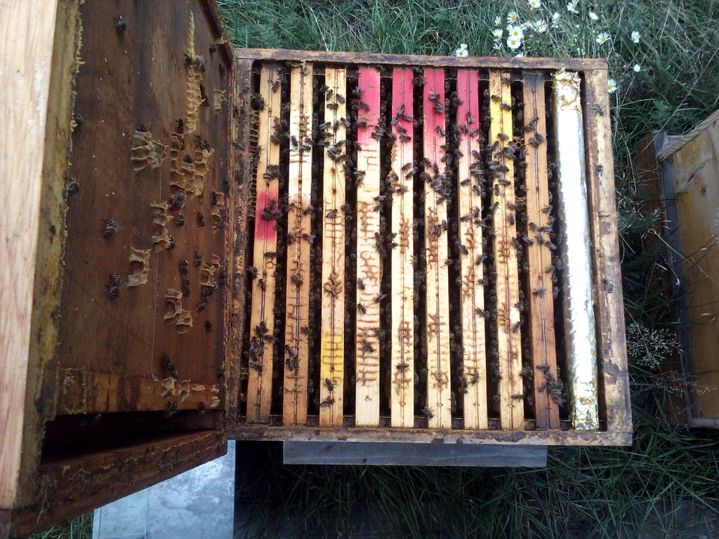 La ruche Paradoxurus