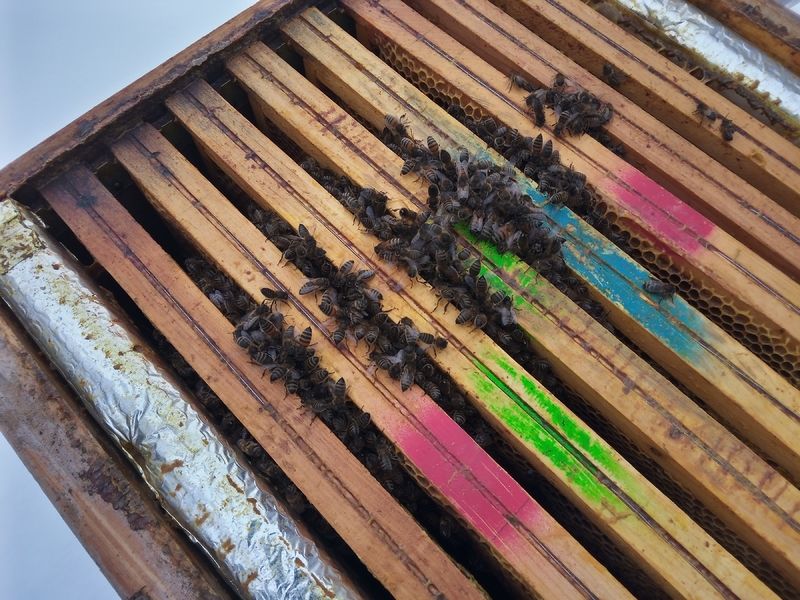 La ruche Paradoxurus