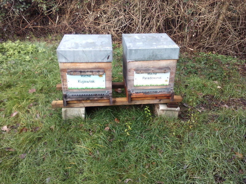 La ruche Paradoxurus