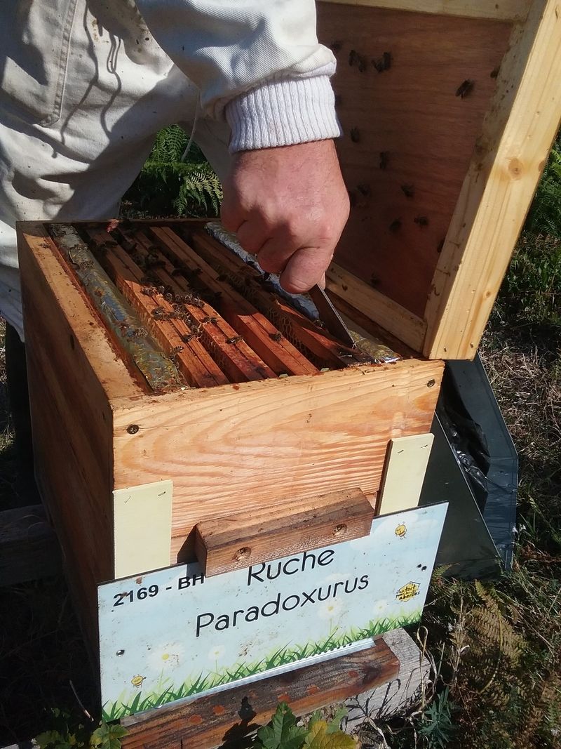 La ruche Paradoxurus