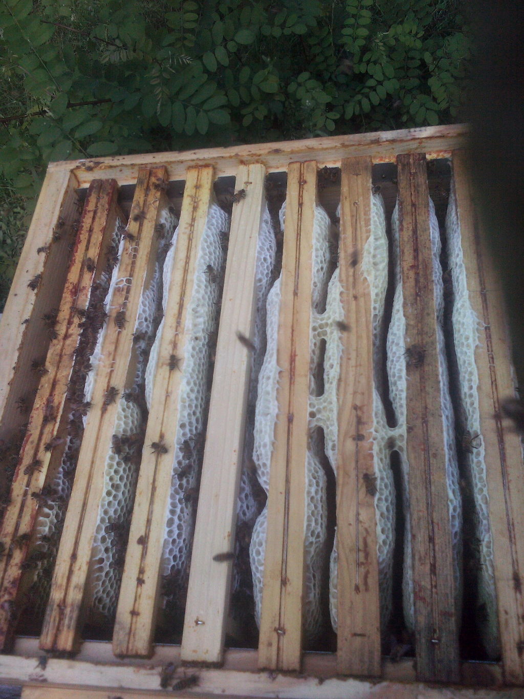 La ruche Paradoxurus