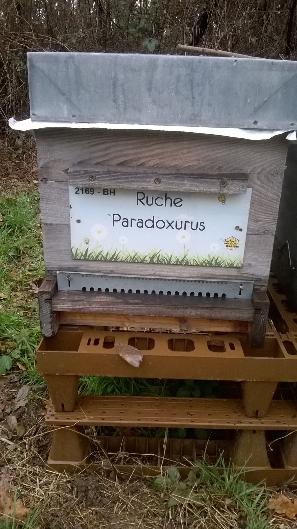 La ruche Paradoxurus