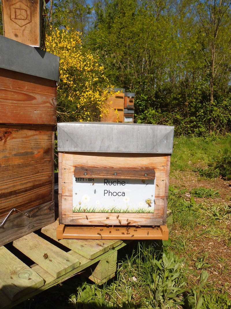 La ruche Phoca