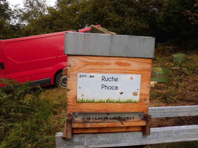 La ruche Phoca