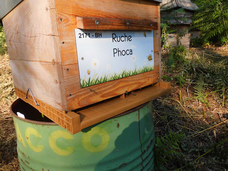 La ruche Phoca