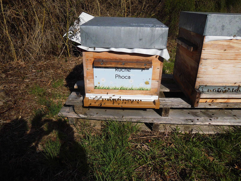 La ruche Phoca