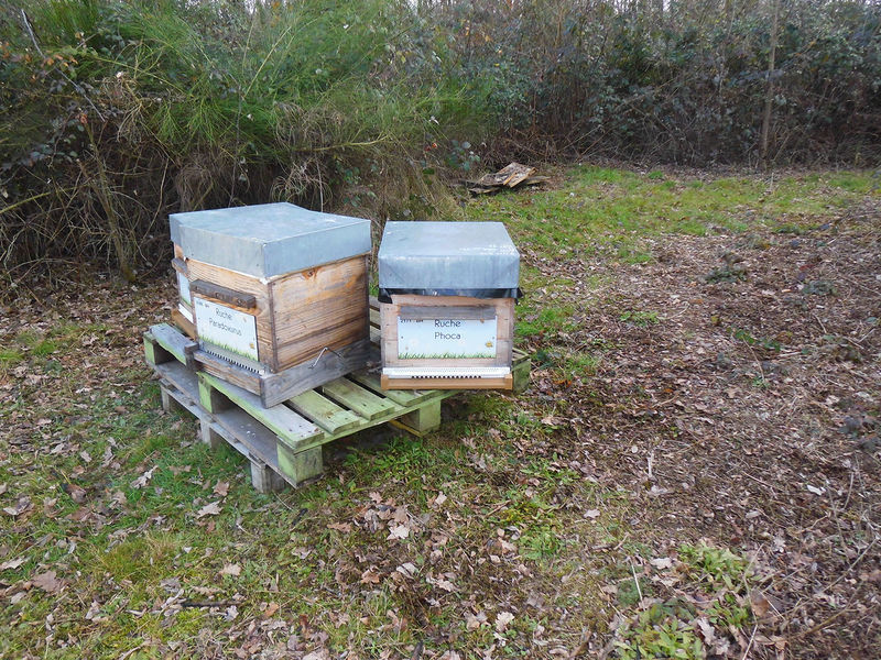 La ruche Phoca