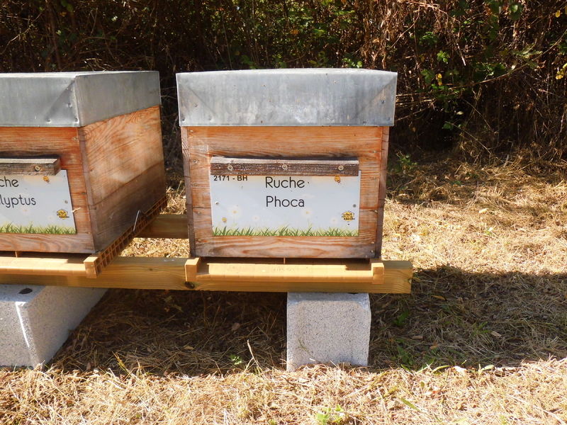 La ruche Phoca