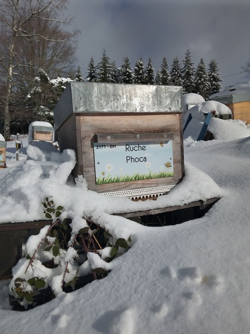 La ruche Phoca