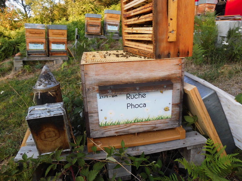 La ruche Phoca