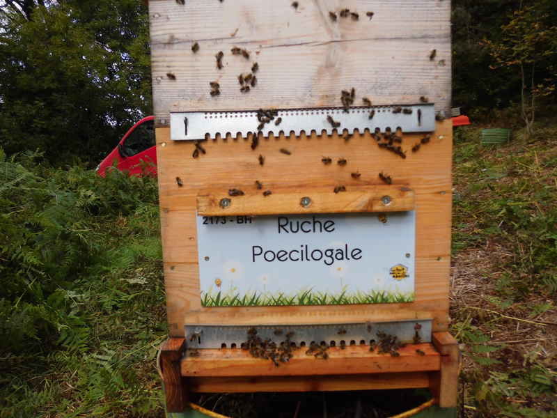 La ruche Poecilogale