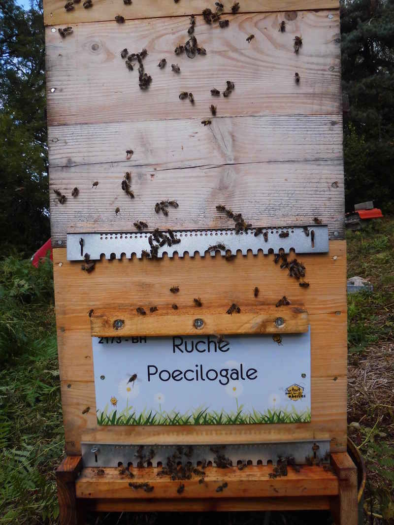 La ruche Poecilogale