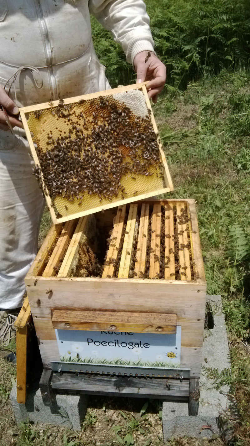 La ruche Poecilogale