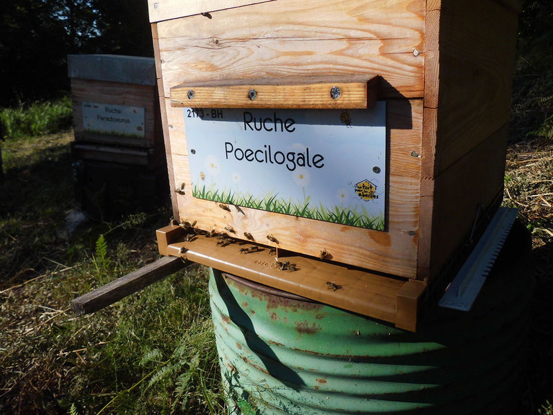 La ruche Poecilogale