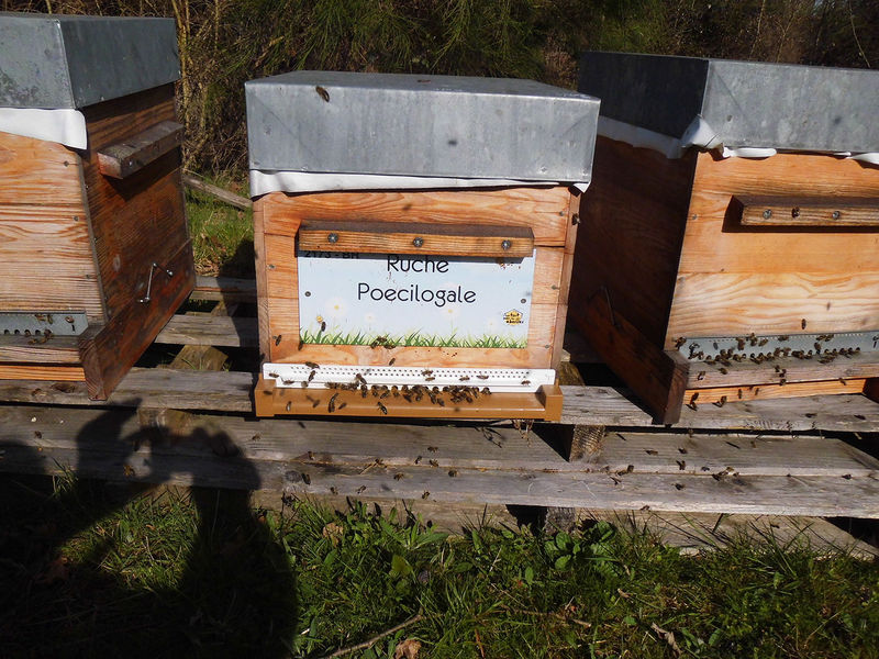 La ruche Poecilogale