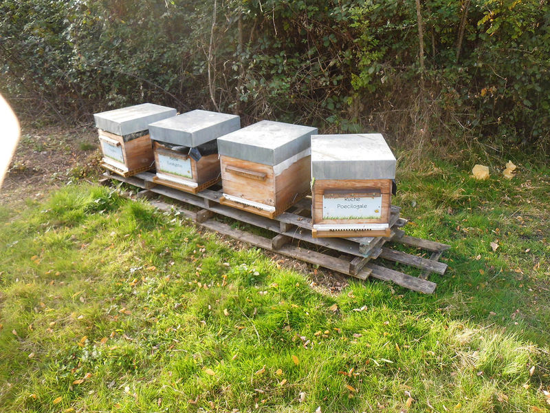 La ruche Poecilogale