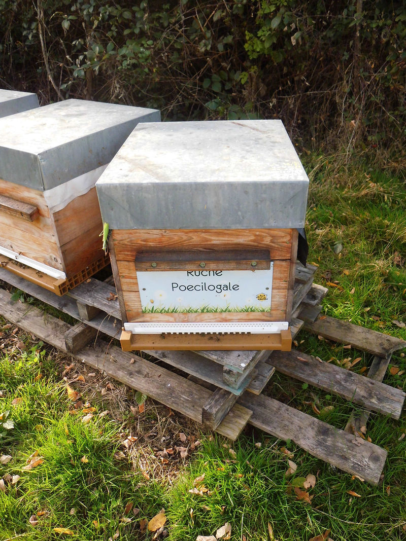 La ruche Poecilogale