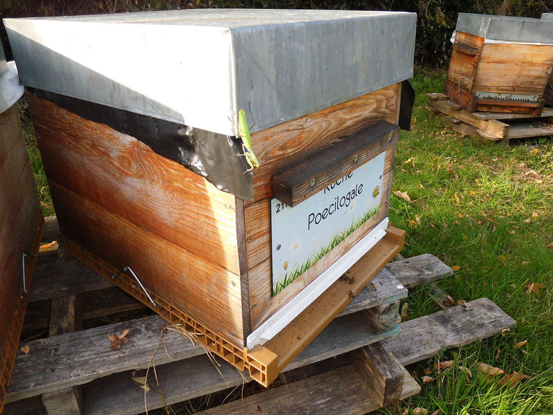 La ruche Poecilogale