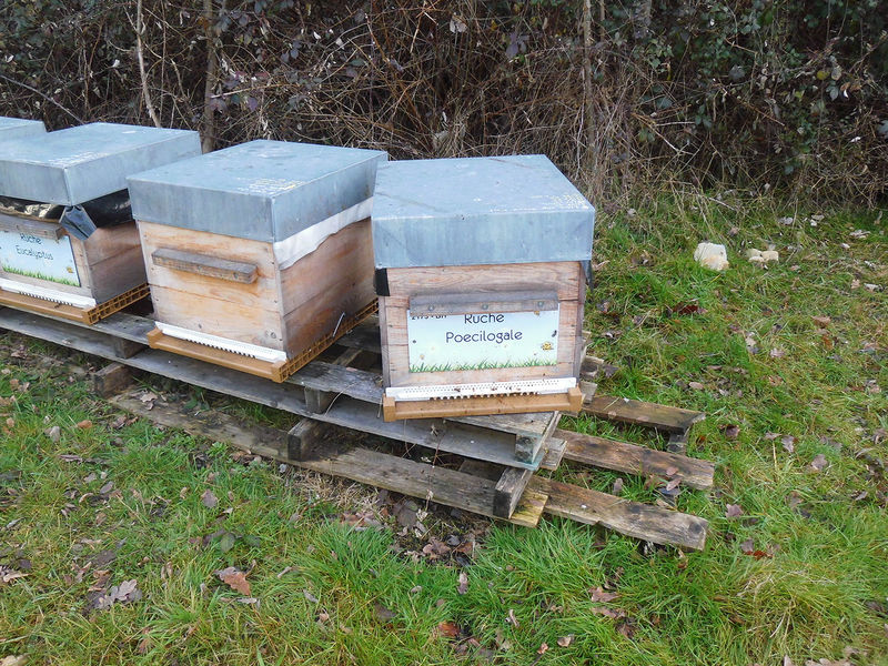 La ruche Poecilogale