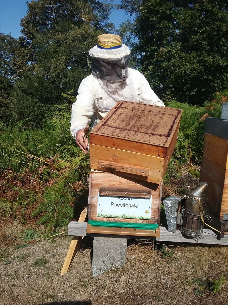 La ruche Poecilogale