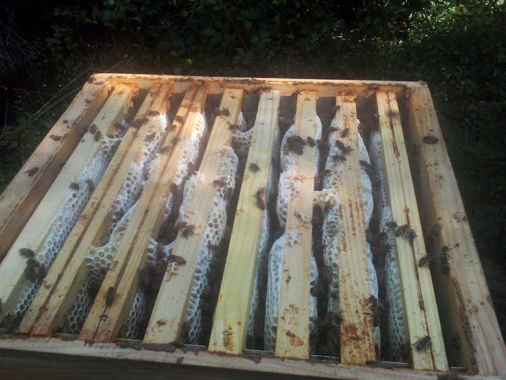 La ruche Poecilogale