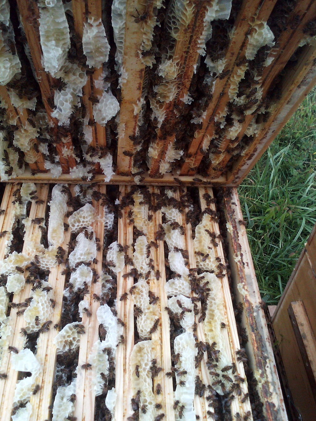 La ruche Poecilogale