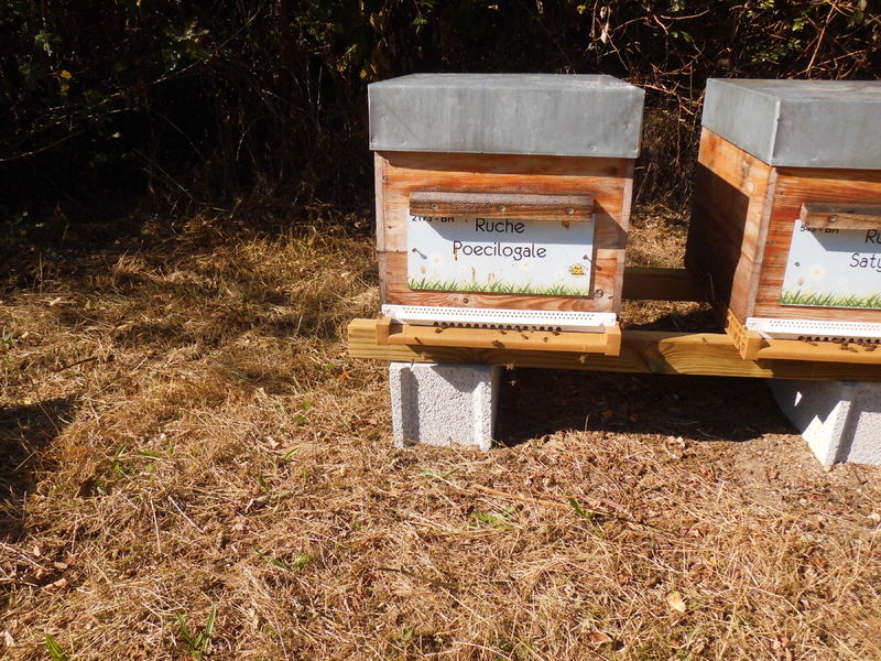 La ruche Poecilogale