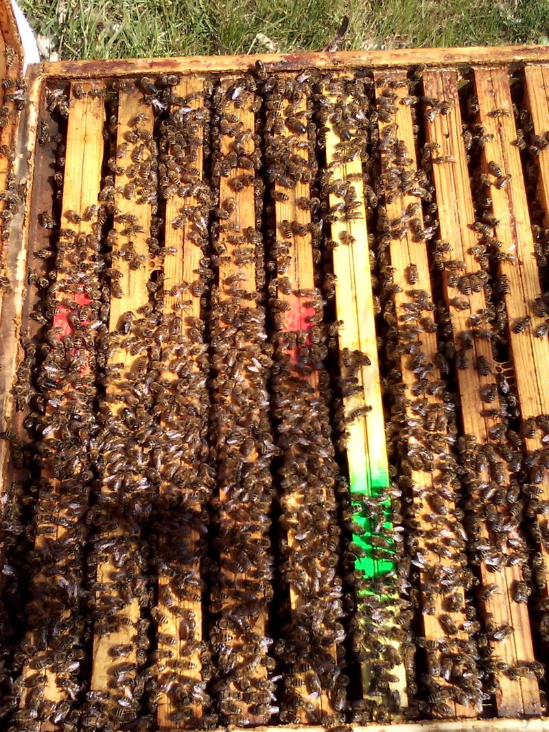 La ruche Poecilogale