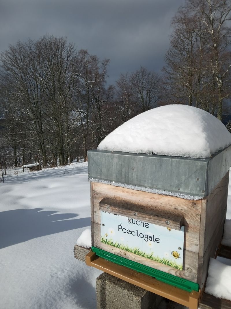 La ruche Poecilogale