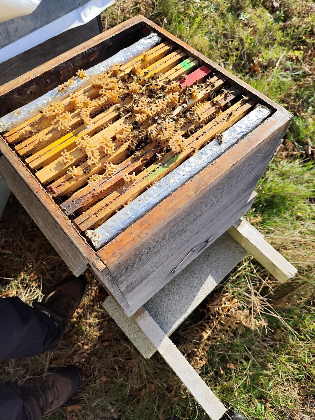 La ruche Poecilogale