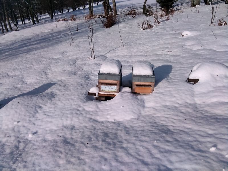 La ruche Poecilogale