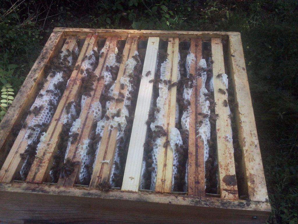 La ruche Poecilogale