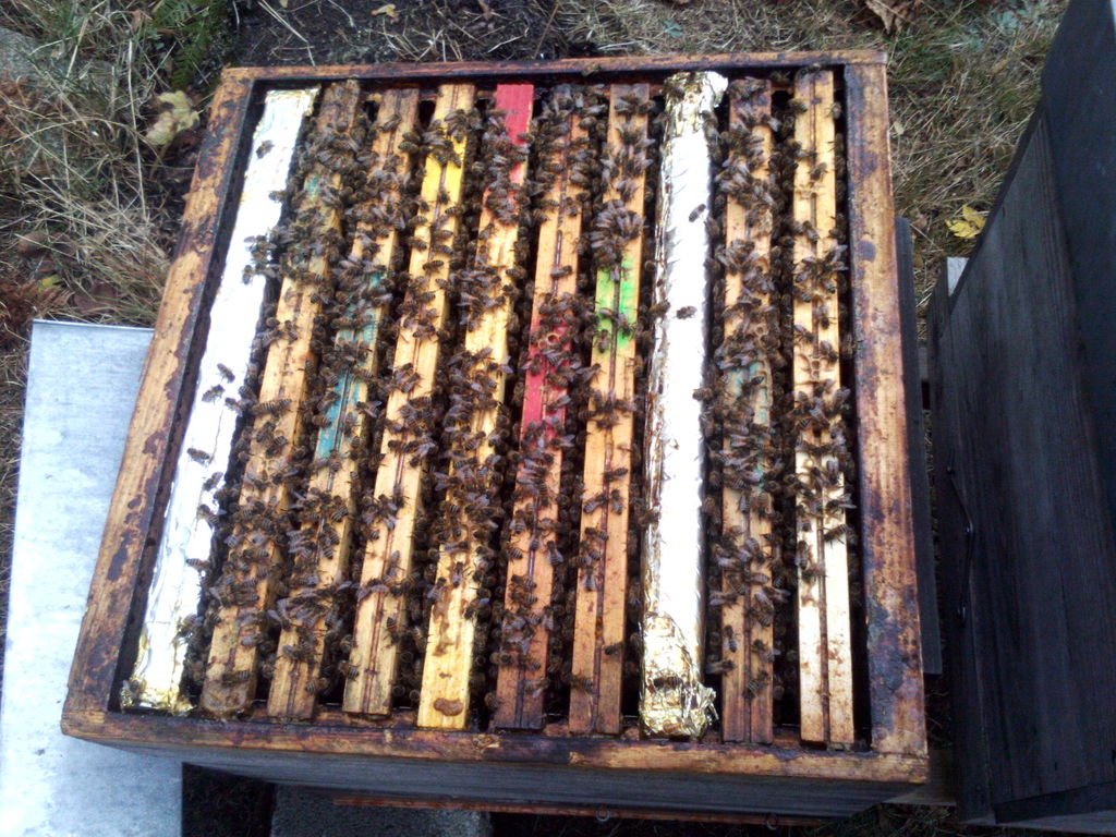 La ruche Poecilogale