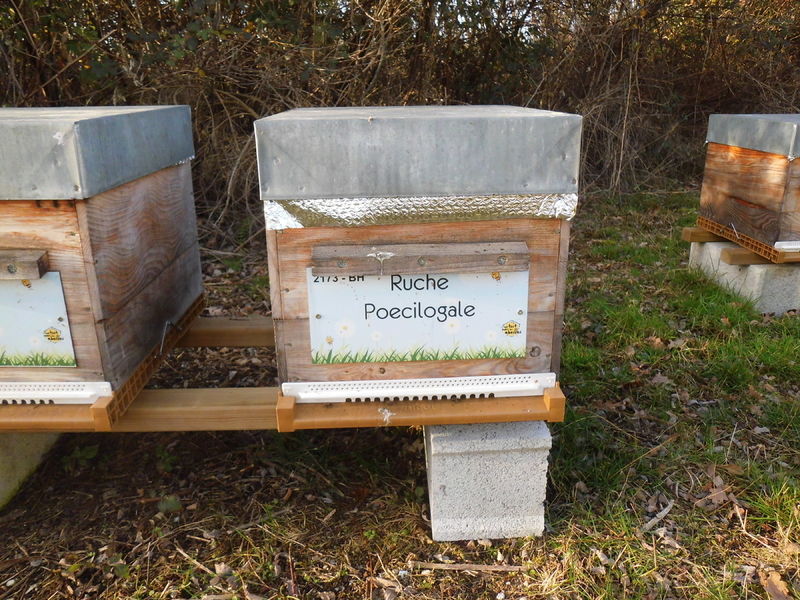 La ruche Poecilogale