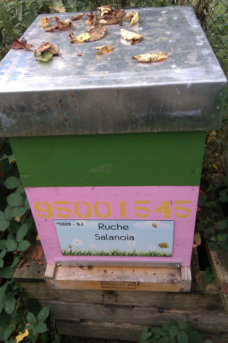 La ruche
