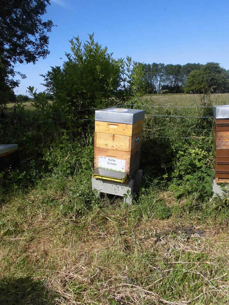 La ruche Suricata