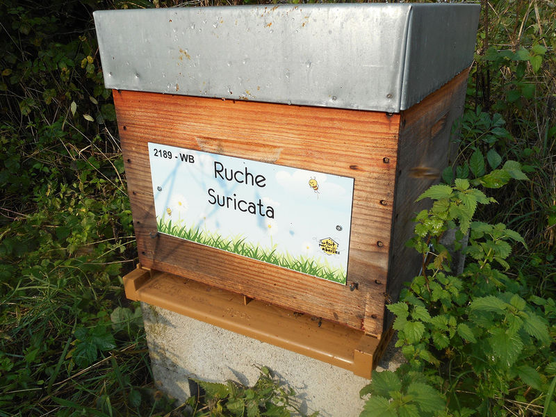 La ruche Suricata