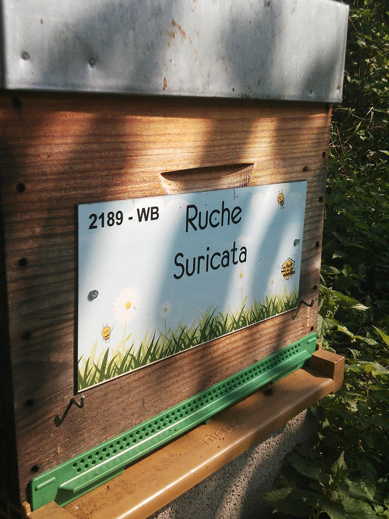 La ruche Suricata