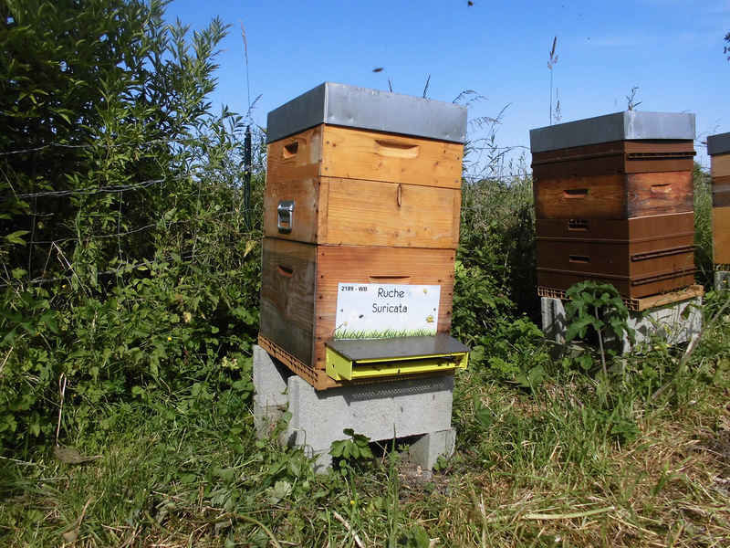 La ruche Suricata