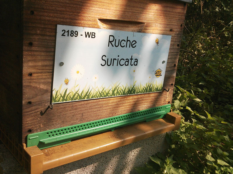 La ruche Suricata