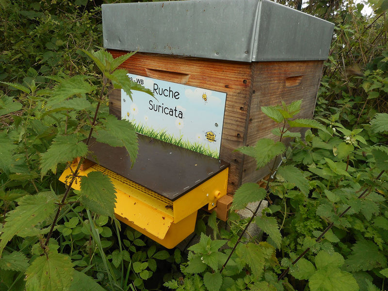La ruche Suricata
