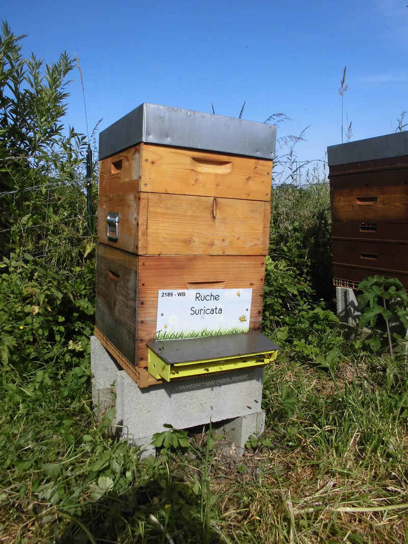 La ruche Suricata