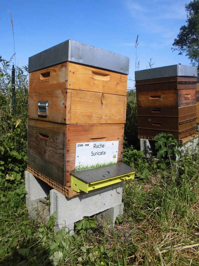 La ruche Suricata